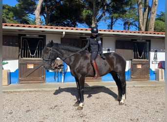 Caballo de deporte portugués, Caballo castrado, 11 años, 171 cm