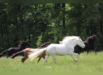 Caballo de deporte portugués, Caballo castrado, 12 años, 152 cm, Cremello