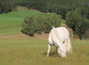 Caballo de deporte portugués, Caballo castrado, 12 años, 152 cm, Cremello