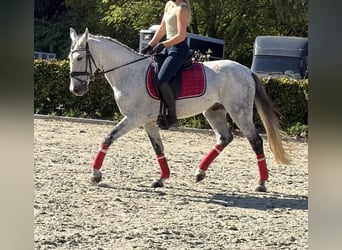Caballo de deporte portugués Mestizo, Caballo castrado, 13 años, 149 cm, Tordo rodado