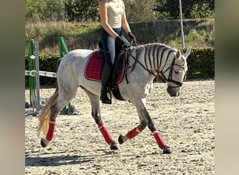Caballo de deporte portugués Mestizo, Caballo castrado, 13 años, 149 cm, Tordo rodado
