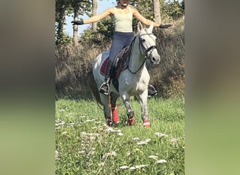 Caballo de deporte portugués Mestizo, Caballo castrado, 13 años, 149 cm, Tordo rodado