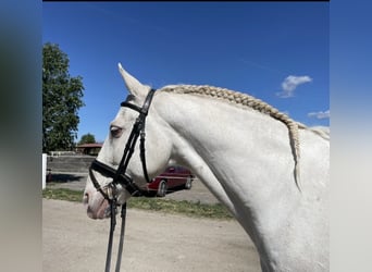 Caballo de deporte portugués Mestizo, Caballo castrado, 13 años, 158 cm, Cremello