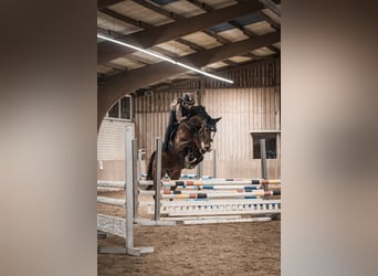 Caballo de deporte portugués, Caballo castrado, 15 años, 167 cm, Castaño