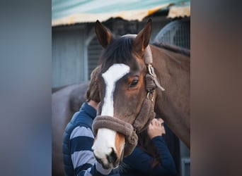 Caballo de deporte portugués, Caballo castrado, 15 años, 167 cm, Castaño rojizo