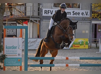 Caballo de deporte portugués, Caballo castrado, 16 años, 167 cm, Castaño