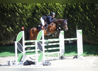 Caballo de deporte portugués, Caballo castrado, 17 años, 164 cm, Castaño rojizo