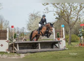 Caballo de deporte portugués, Caballo castrado, 17 años, 167 cm, Castaño