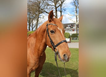 Caballo de deporte portugués, Caballo castrado, 19 años, 154 cm, Alazán