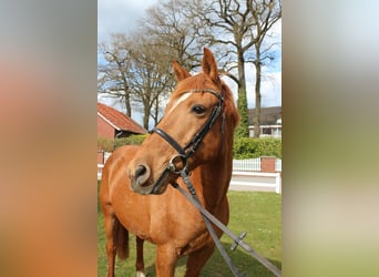 Caballo de deporte portugués, Caballo castrado, 19 años, 154 cm, Alazán