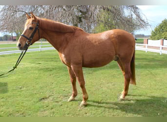 Caballo de deporte portugués, Caballo castrado, 19 años, 154 cm, Alazán