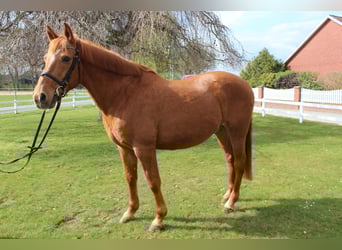 Caballo de deporte portugués, Caballo castrado, 19 años, 154 cm, Alazán