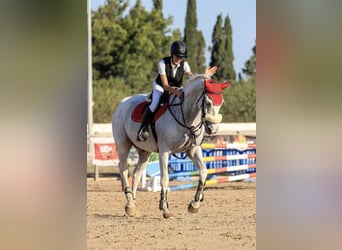 Caballo de deporte portugués, Caballo castrado, 20 años, 169 cm, Tordo