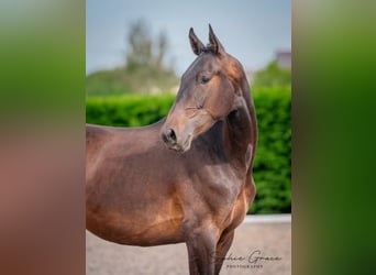 Caballo de deporte portugués, Caballo castrado, 3 años, 174 cm, Castaño oscuro