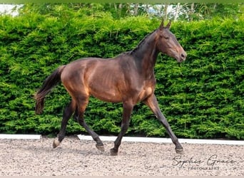 Caballo de deporte portugués, Caballo castrado, 3 años, 174 cm, Castaño oscuro