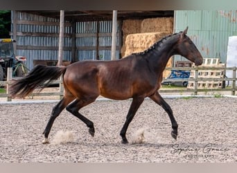 Caballo de deporte portugués, Caballo castrado, 3 años, 174 cm, Castaño oscuro