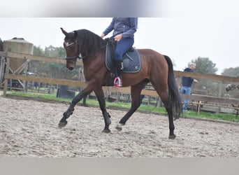 Caballo de deporte portugués, Caballo castrado, 5 años, 162 cm, Castaño