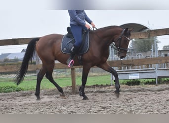 Caballo de deporte portugués, Caballo castrado, 5 años, 162 cm, Castaño