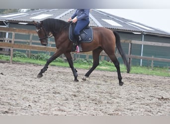 Caballo de deporte portugués, Caballo castrado, 5 años, 163 cm, Castaño