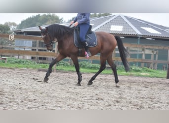 Caballo de deporte portugués, Caballo castrado, 5 años, 163 cm, Castaño