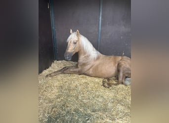 Caballo de deporte portugués, Caballo castrado, 5 años, 168 cm, Palomino