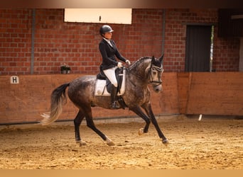 Caballo de deporte portugués, Caballo castrado, 7 años, 163 cm, Tordo rodado