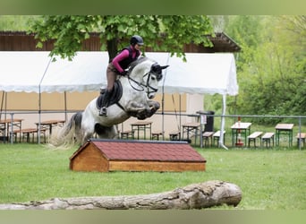 Caballo de deporte portugués, Caballo castrado, 9 años, 163 cm, Tordo