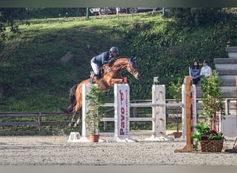 Caballo de deporte portugués, Caballo castrado, 9 años, Castaño rojizo