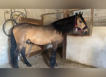 Caballo de deporte portugués, Semental, 12 años, Castaño