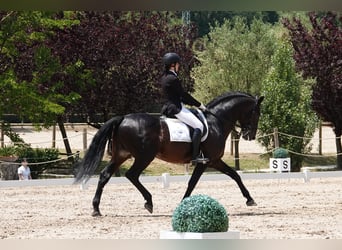 Caballo de deporte portugués Mestizo, Semental, 14 años, 168 cm, Castaño