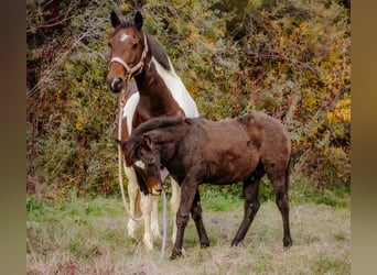 Caballo de deporte portugués Mestizo, Semental, 1 año, 150 cm, Musgo