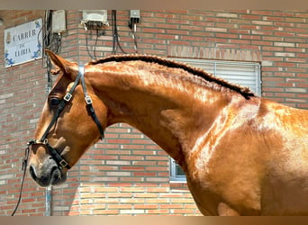 Caballo de deporte portugués Mestizo, Semental, 2 años, 158 cm, Alazán rojizo