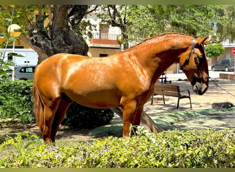 Caballo de deporte portugués Mestizo, Semental, 2 años, 158 cm, Alazán rojizo