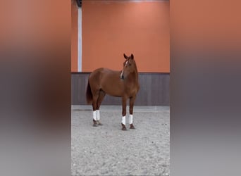 Caballo de deporte portugués, Semental, 2 años, 160 cm, Castaño rojizo