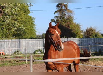 Caballo de deporte portugués, Semental, 2 años, 160 cm, Castaño rojizo