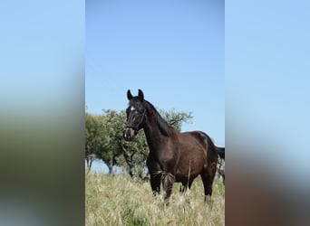 Caballo de deporte portugués, Semental, 2 años, 162 cm, Negro
