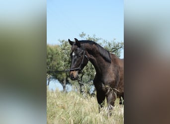 Caballo de deporte portugués, Semental, 2 años, 162 cm, Negro