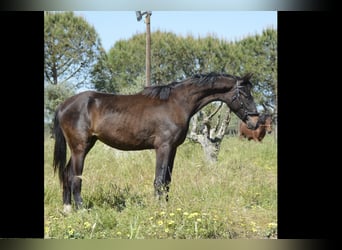 Caballo de deporte portugués, Semental, 2 años, 162 cm, Negro