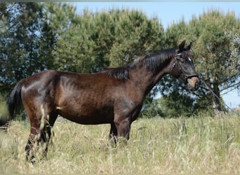 Caballo de deporte portugués, Semental, 2 años, 162 cm, Negro
