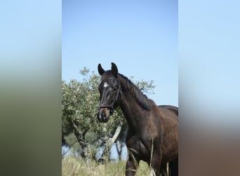 Caballo de deporte portugués, Semental, 2 años, 162 cm, Negro