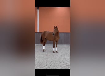 Caballo de deporte portugués, Semental, 3 años, 160 cm, Alazán-tostado