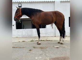 Caballo de deporte portugués, Semental, 5 años, 170 cm, Castaño rojizo