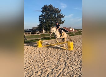 Caballo de deporte portugués, Yegua, 10 años, 154 cm, Tordo