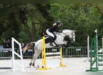 Caballo de deporte portugués, Yegua, 10 años, 160 cm, Tordo