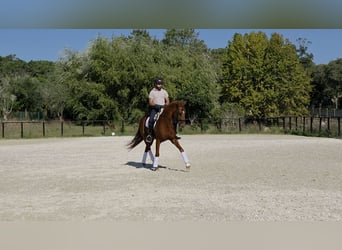 Caballo de deporte portugués Mestizo, Yegua, 12 años, 164 cm, Alazán-tostado