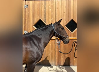 Caballo de deporte portugués, Yegua, 13 años, 155 cm, Castaño oscuro