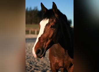 Caballo de deporte portugués Mestizo, Yegua, 15 años, 158 cm, Castaño