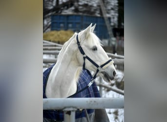 Caballo de deporte portugués, Yegua, 16 años, 151 cm, Tordo