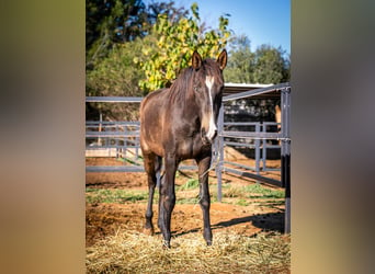 Caballo de deporte portugués, Yegua, 2 años, 155 cm, Buckskin/Bayo