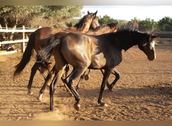 Caballo de deporte portugués, Yegua, 2 años, 158 cm, Buckskin/Bayo